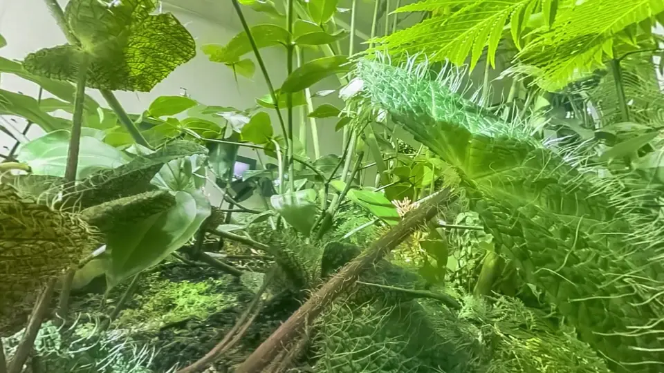 Macro 3D 360 footage by Andrii Shramko: plants seen from ground level