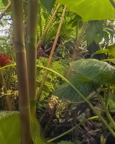 Macro 3D 360 footage among plants